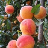 Kako posaditi kajsiju: ​​6 popularnih načina